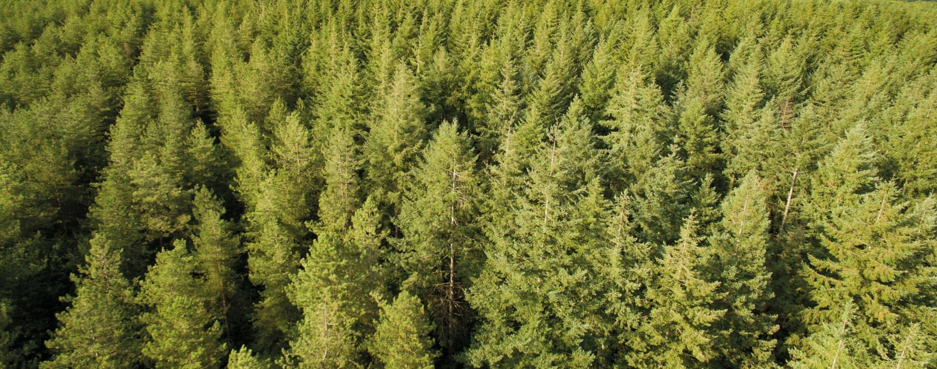 Découvrez la forêt française en quelques chiffres et comment le bois permet de réduire notre impact sur la planète