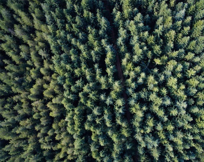 Vue aérienne d’une forêt de Douglas