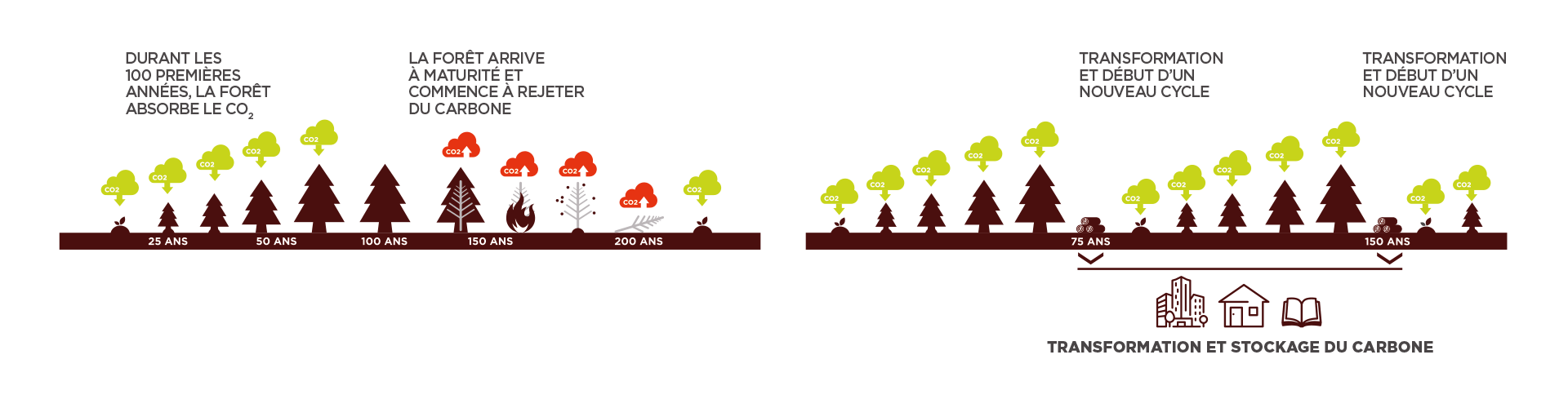 Le cycle de vie d’une forêt naturelle et d’une forêt gérée durablement